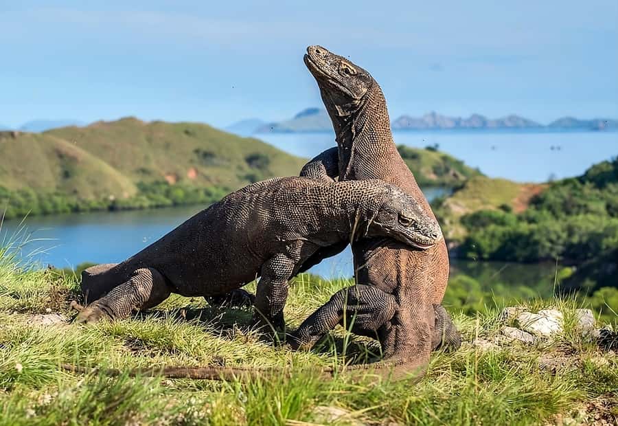From Labuan Bajo: Komodo Island Day Tour with Snorkeling - Why this day trip works from Labuan Bajo