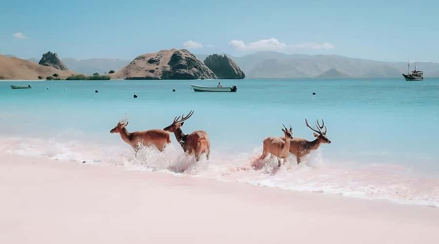 From Labuan Bajo: Komodo Island Day Tour with Snorkeling - Taka Makasar and Kanawa Island add variety