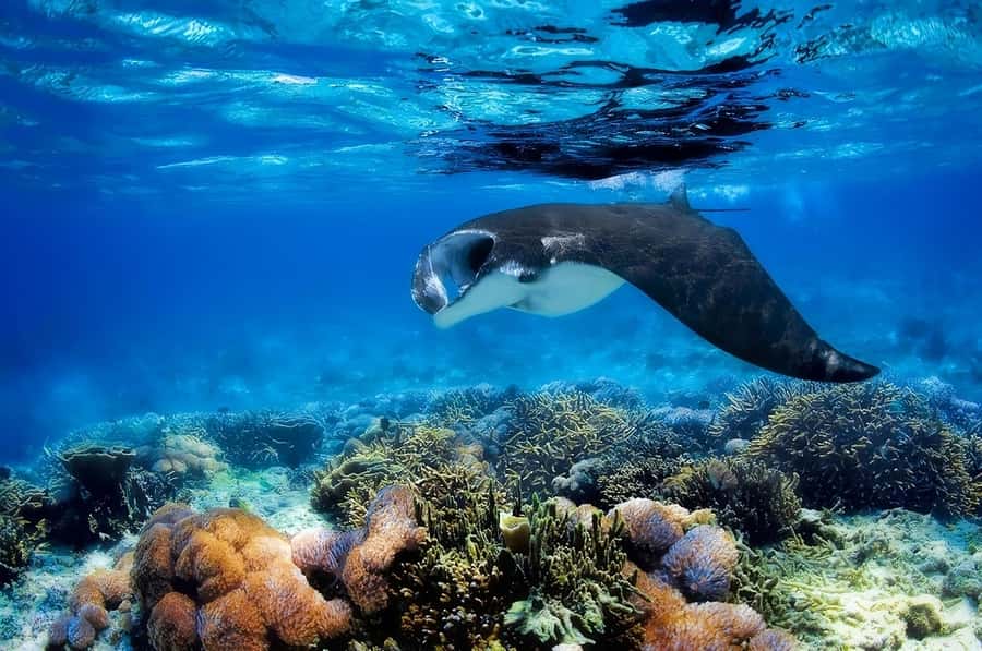 From Labuan Bajo: Komodo Island Day Tour with Snorkeling - The strongest part of the tour: care from the crew