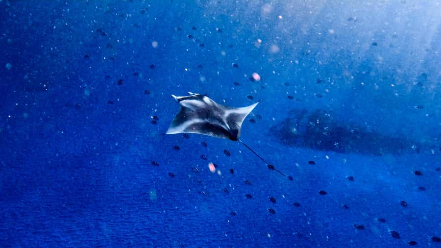 From Lembongan: Manta Point Snorkeling & West Penida Tour - Key points at a glance