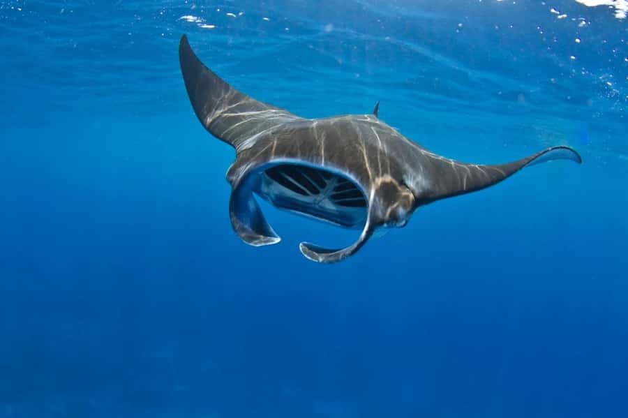 From Lembongan: Manta Point Snorkeling & West Penida Tour - Why this Lembongan day trip works