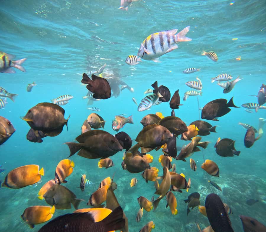 From Lembongan: Nusa Penida Private Snorkeling & West Tour - Key points to know before booking