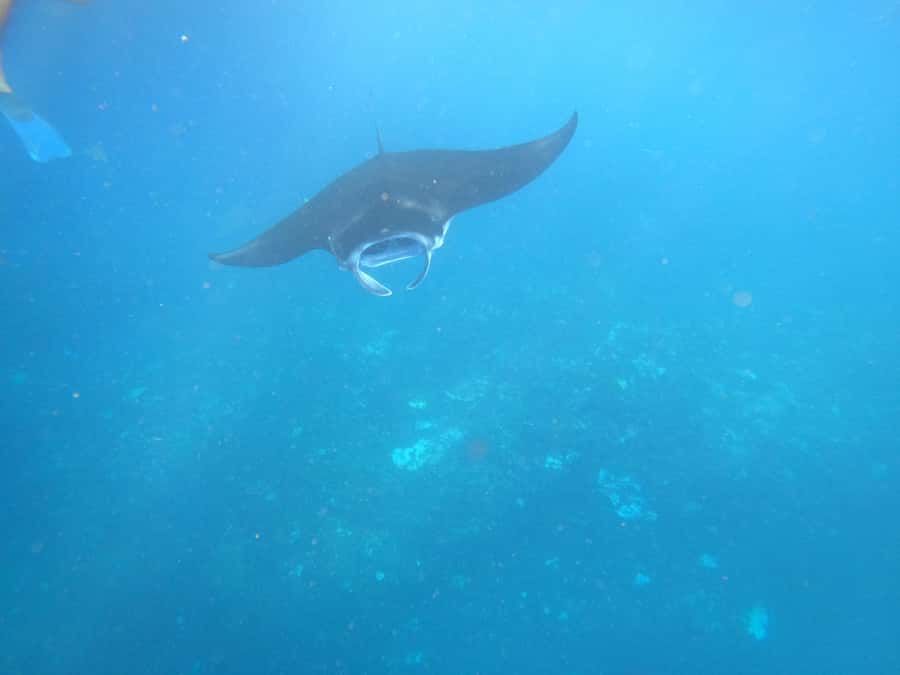 From Lembongan: Nusa Penida Private Snorkeling & West Tour - What the private format really adds