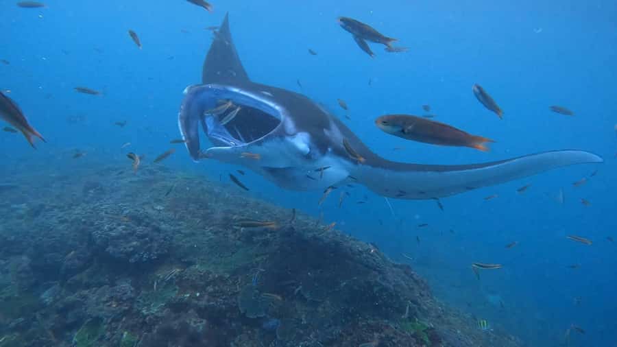 From Lembongan: Nusa Penida Private Snorkeling & West Tour - Manta Bay: wonderful when the sea cooperates