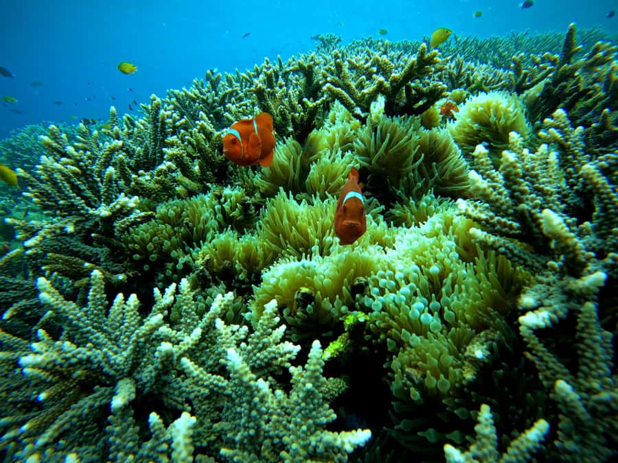 From Lembongan: Nusa Penida Snorkeling Day Trip - Guides who make the difference