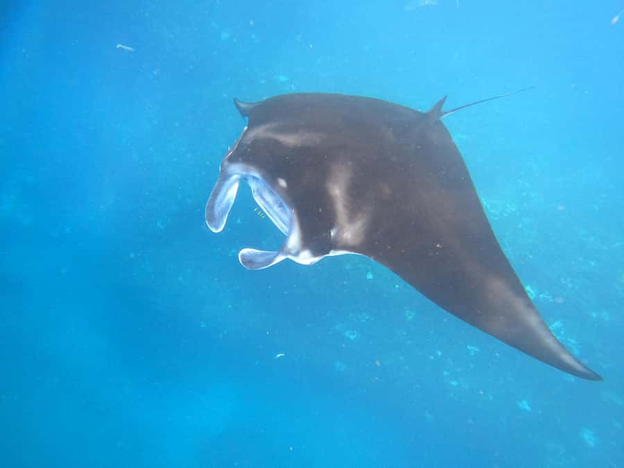 From Lembongan: Snorkeling 3 Spots, Mangrove and Land Tour - Key points before you book