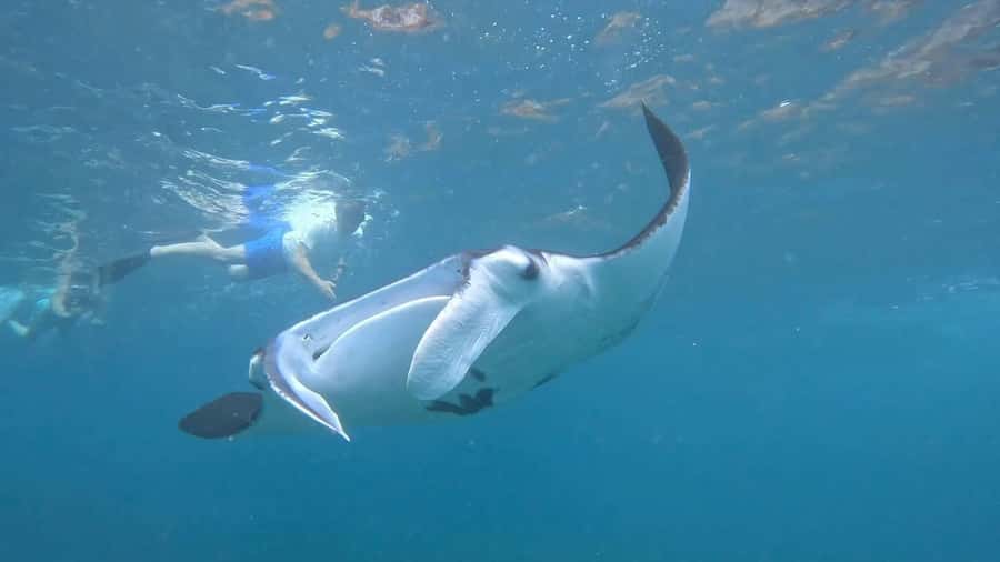From Lembongan: Snorkeling 3 Spots, Mangrove and Land Tour - Manta Bay: the exciting, uncertain first stop