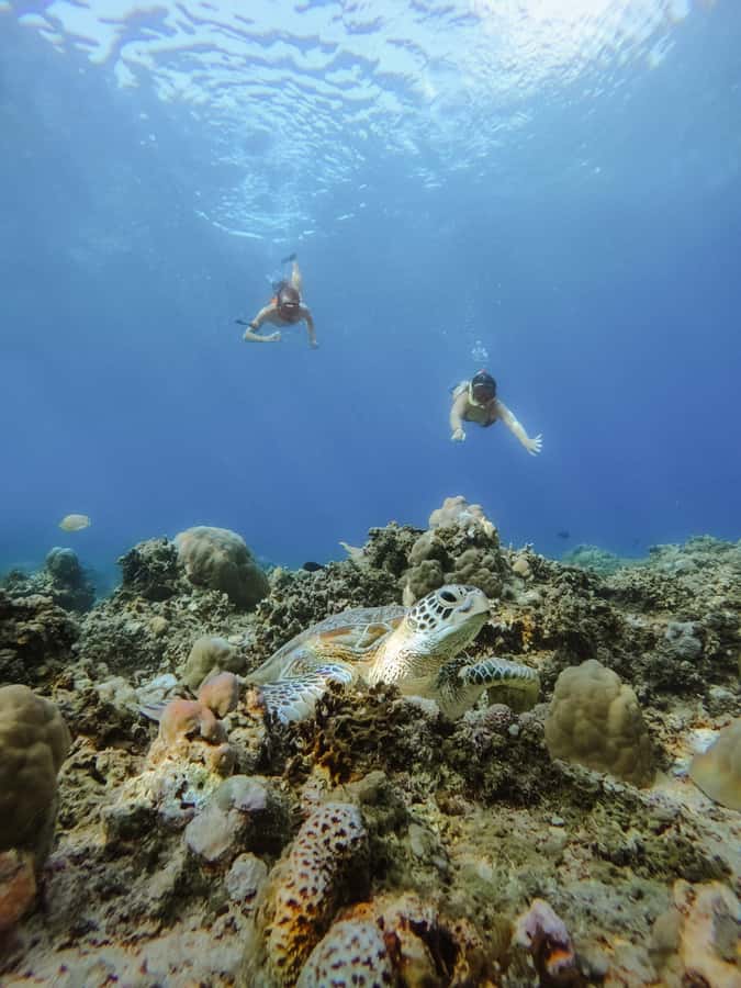 From Lombok: 3 Gili Islands Private Snorkeling Adventure - What the $64 price really covers