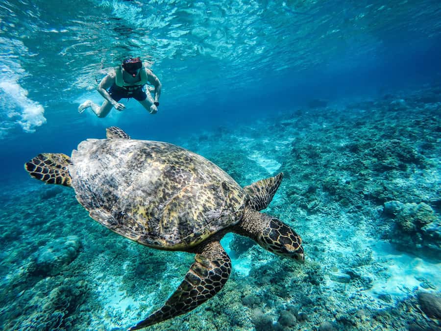 From Lombok: Gili Islands Snorkeling Day Trip - Gili Trawangan: a short walk and your first swim