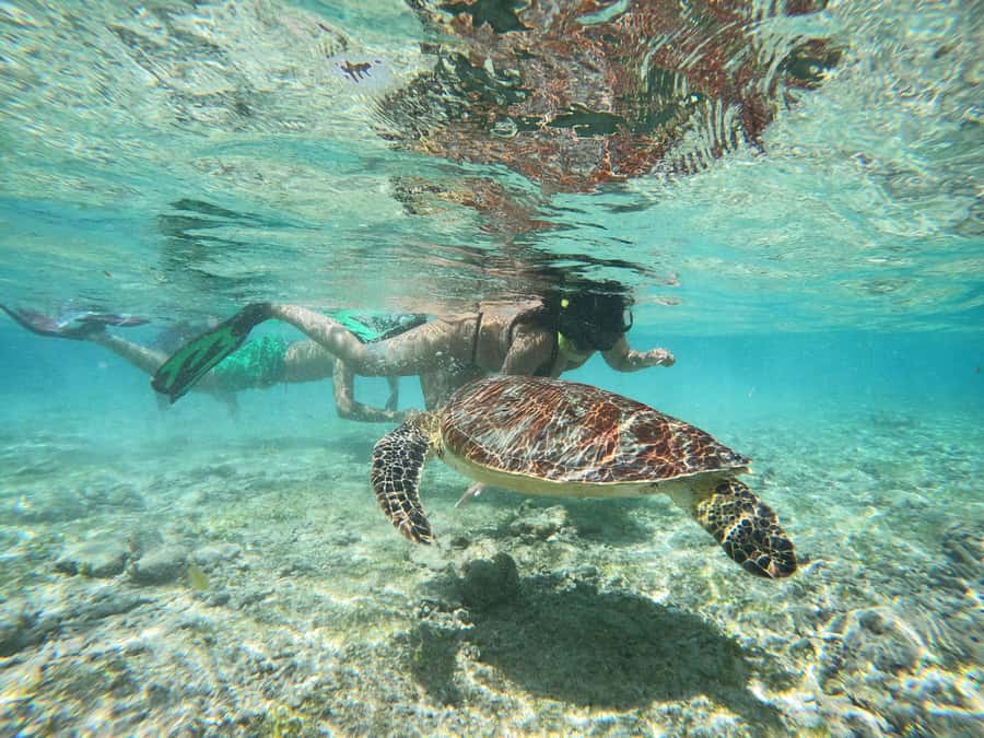 From Lombok: Gili Islands Snorkeling Day Trip - Gili Air: the longest water session