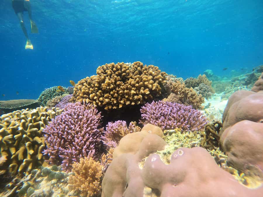 From Lombok: Gili Islands Snorkeling Day Trip - Who should book this experience