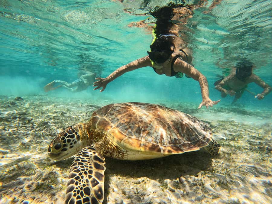 From Lombok: Gili Islands Snorkeling Day Trip - Starting at Nipah Beach and crossing the Lombok Strait