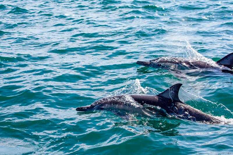 From Loreto: Coronado Island Snorkel - Lunch, drinks, and the value of the $99 price