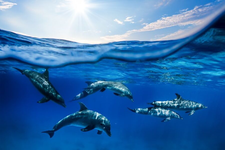 From Ma'alaea: Turtle Town Snorkel aboard Quicksilver - How the weather can change the plan