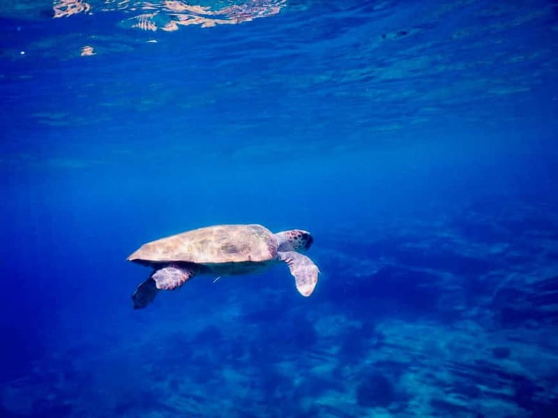 From Milopotas: Ios Island Scenic Snorkeling Cruise - Cliff Jumping Is Optional, Not the Main Event