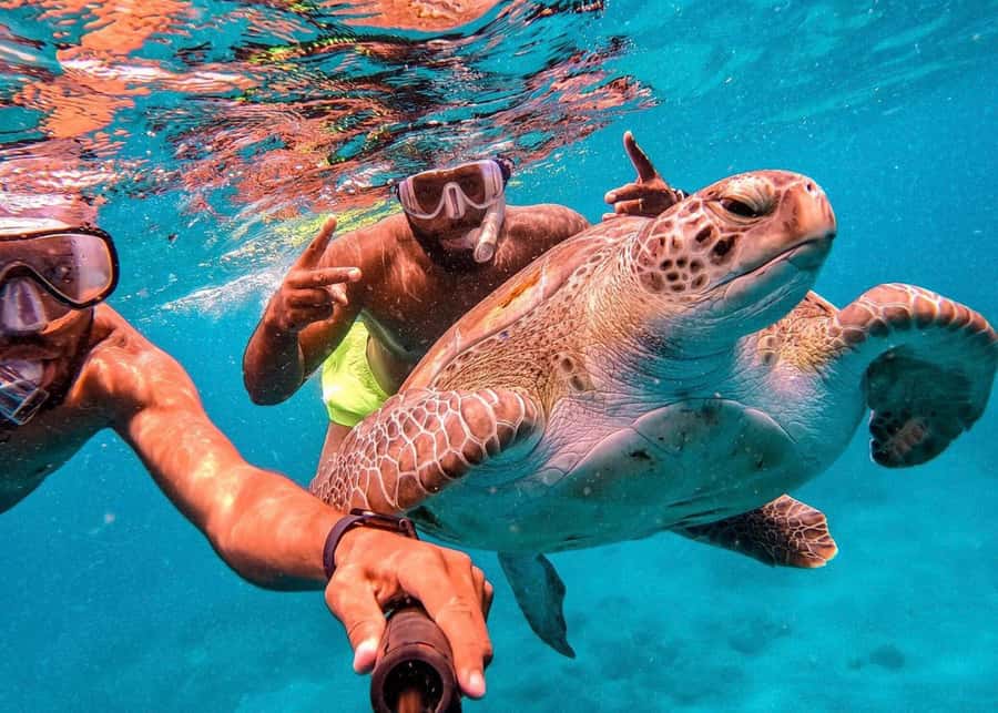 From Mindelo: São Vicente's Enchanting Sea Turtle Snorkeling - Key points to know before booking