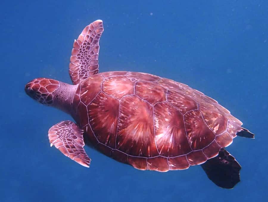 From Mindelo: São Vicente's Enchanting Sea Turtle Snorkeling - Leaving Mindelo for São Pedro