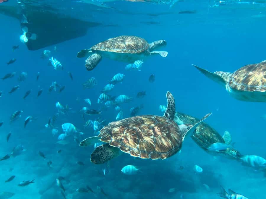 From Mindelo: São Vicente's Enchanting Sea Turtle Snorkeling - The short boat ride to the turtle area