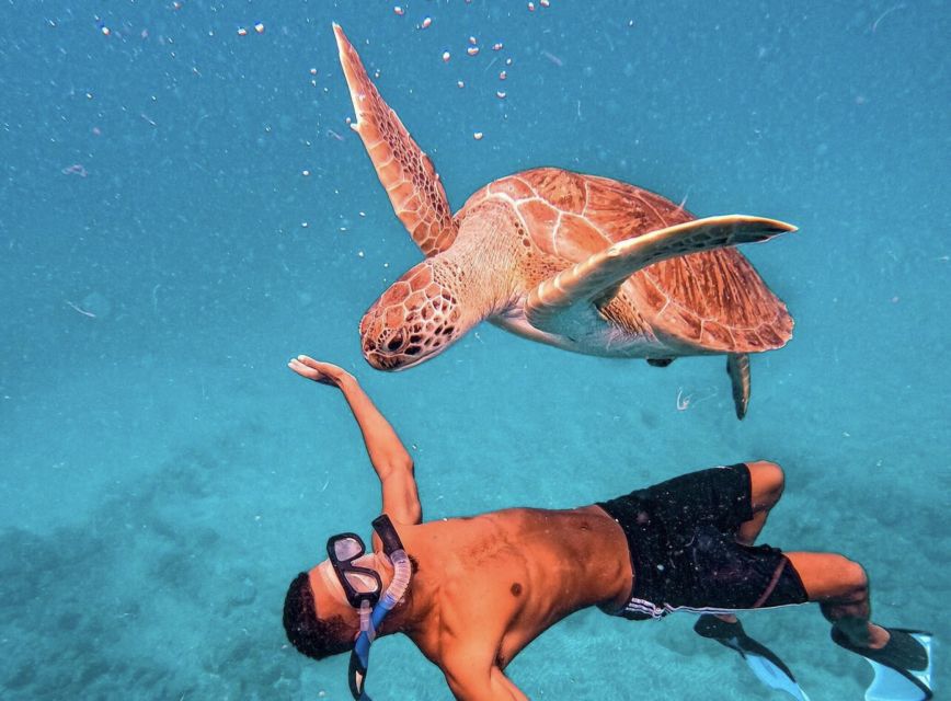 From Mindelo: São Vicente's Enchanting Sea Turtle Snorkeling - What the 90-minute schedule really means