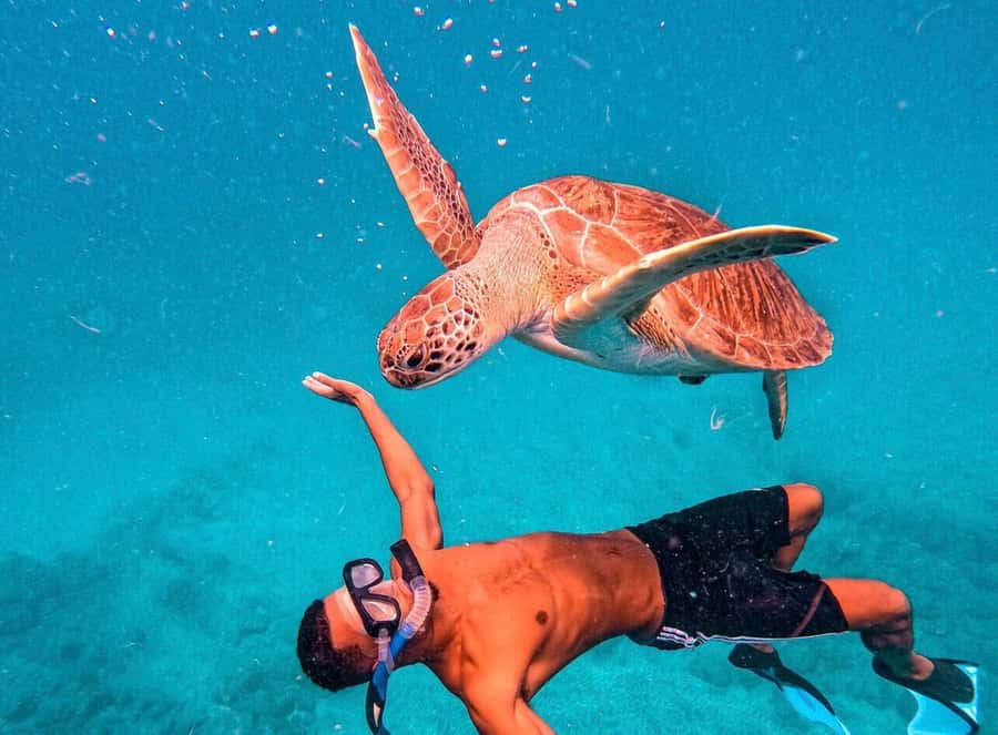 From Mindelo: São Vicente's Enchanting Sea Turtle Snorkeling - Getting ready with local guides and gear