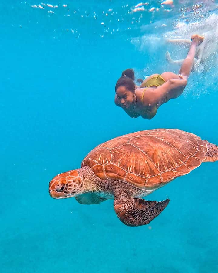 From Mindelo: Snorkel and Swim with Sea Turtles - Key points to know before you book