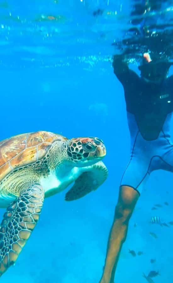 From Mindelo: Snorkel and Swim with Sea Turtles - Cool water, equipment, and comfort