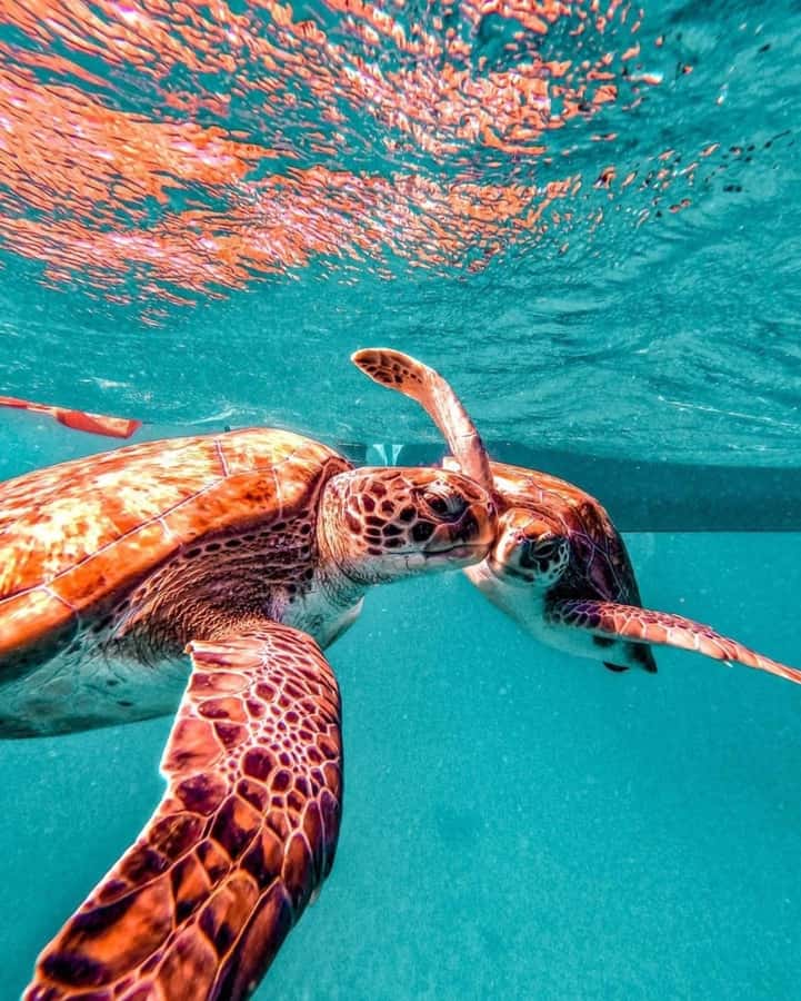 From Mindelo: Snorkel and Swim with Sea Turtles - Photography without losing the moment