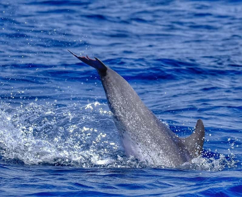 From Morro Jable: Dolphin and Whale Watching and Snorkelling - Should you book it?