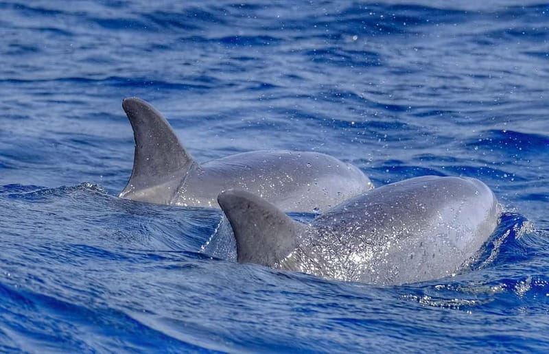 From Morro Jable: Dolphin and Whale Watching and Snorkelling - Leaving Morro Jable on a fast boat