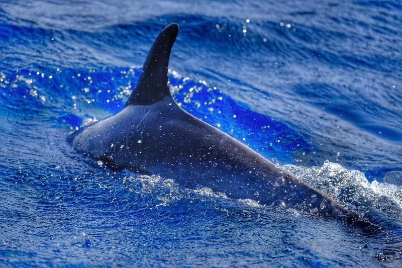 From Morro Jable: Dolphin and Whale Watching and Snorkelling - A 30-minute snorkeling stop in clear water