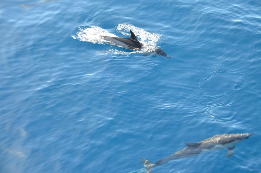 From Morro Jable: Dolphin and Whale Watching and Snorkelling - How the speedboat feels in real conditions