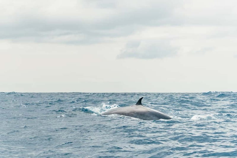 From Morro Jable: Dolphin and Whale Watching and Snorkelling - Guides, music, and the human side of the trip