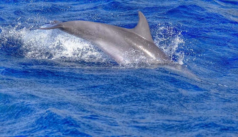 From Morro Jable: Dolphin and Whale Watching and Snorkelling - Pickup, timing, and the confusing duration
