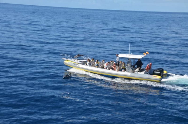 From Morro Jable: Dolphin and Whale Watching and Snorkelling - Is $61 good value?