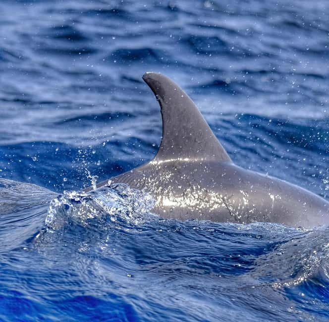 From Morro Jable: Dolphin and Whale Watching and Snorkelling - Who should book this Morro Jable outing?