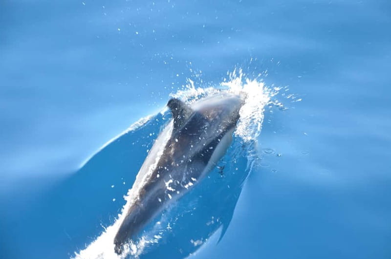 From Morro Jable: Dolphin and Whale Watching and Snorkelling - Searching the Atlantic for dolphins and whales