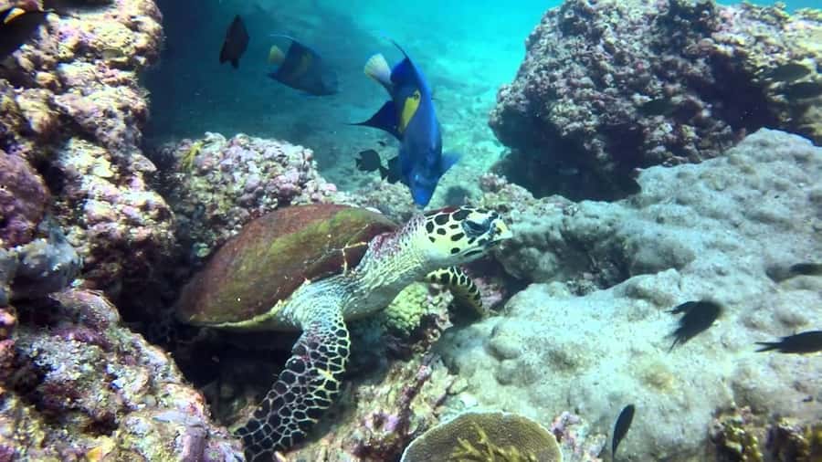 From Muscat: Dimaniyat Islands Snorkeling Tour - What the six-hour schedule feels like