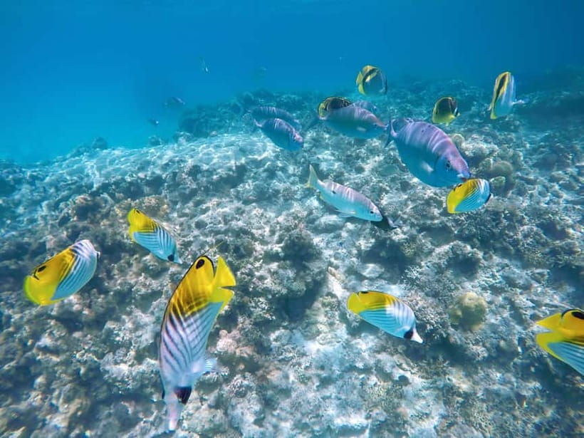 From Naha: Tokashiki Island Day Trip - Key points to know before booking