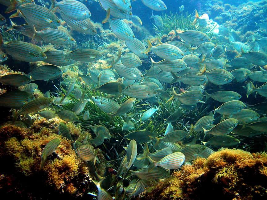 From Nice: French Riviera Swimming and Snorkeling Cruise - Expect plenty of water time