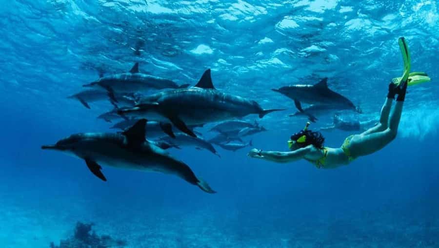 From Nungwi : Mnemba Boat Trip and Dolphin Snorkel Adventure - Dolphin watching near Nungwi