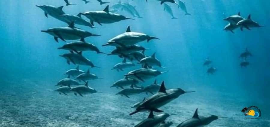From Nungwi: Mnemba Island Dolphin Watching and Snorkeling - What matters most on this four-hour trip