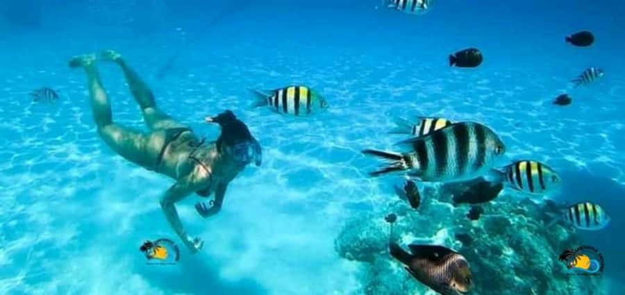 From Nungwi: Mnemba Island Dolphin Watching and Snorkeling - Snorkeling around Mnemba Island