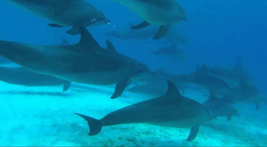 FROM NUNGWI; MNEMBA SNORKELING AND DOLPHIN TOUR - Key points to know before you book