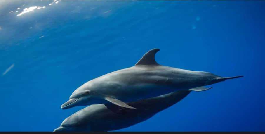 FROM NUNGWI; MNEMBA SNORKELING AND DOLPHIN TOUR - Why this Mnemba trip works well from Nungwi