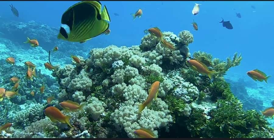 FROM NUNGWI; MNEMBA SNORKELING AND DOLPHIN TOUR - Dolphin watching without false promises
