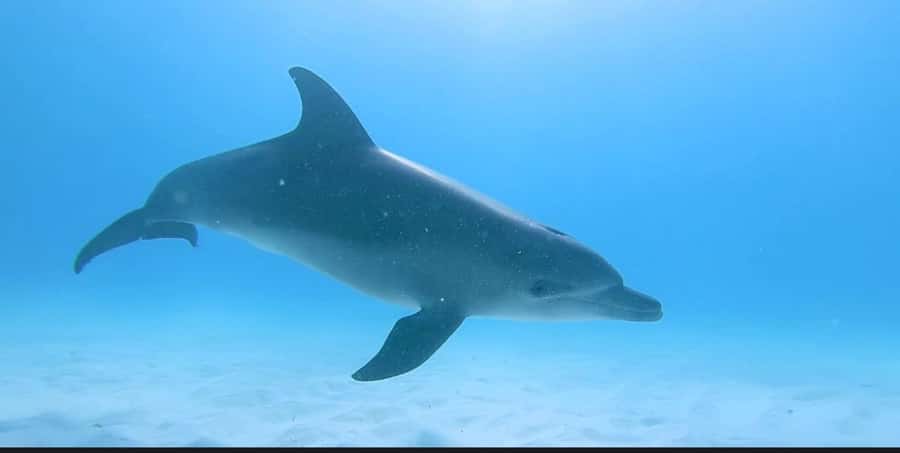 FROM NUNGWI; MNEMBA SNORKELING AND DOLPHIN TOUR - Is $45 good value?