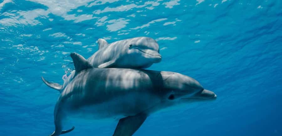 FROM NUNGWI; MNEMBA SNORKELING AND DOLPHIN TOUR - Leaving Nungwi by dhow
