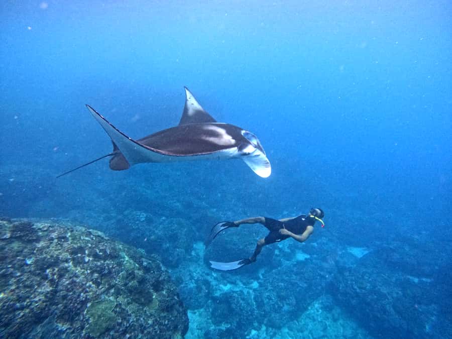 From Nusa Penida: 3 Spots Snorkeling Tour with Manta Rays - Key points to know before booking