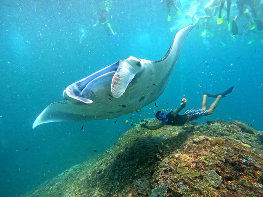 From Nusa Penida: 3 Spots Snorkeling Tour with Manta Rays - What the $48 price really covers