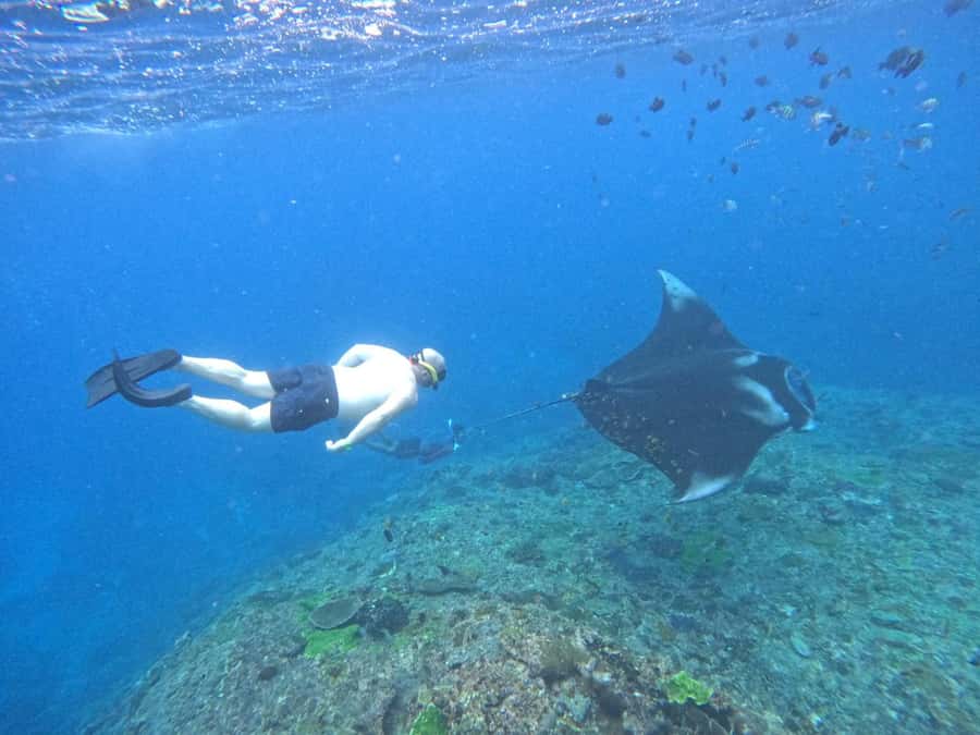 From Nusa Penida: 3 Spots Snorkeling Tour with Manta Rays - Manta Bay and the search for rays